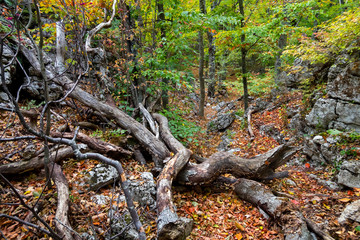 Bright autumn nature in the mountain forest. Crimea 