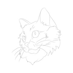 vector illustration cat portrait, lines, vector