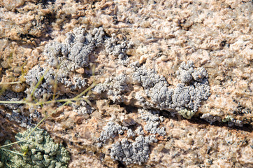 moss on the rock