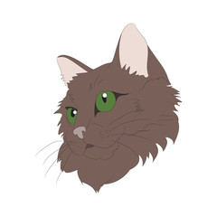 cat portrait, vector, white background