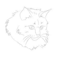vector illustration cat portrait, lines, vector