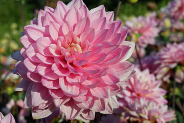 Pink Dahlia flower