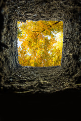 A view from a grave up in the sky. Trees with autumn leaves can be seen. Concept: death and funeral