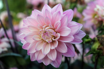 Obraz premium Pink Dahlia flower