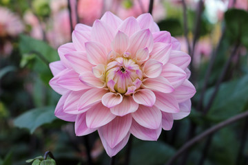 Pink Dahlia flower