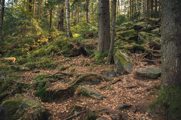 north European highland rocky forest with picturesque roots and stones in nature reservation park of Sweden 