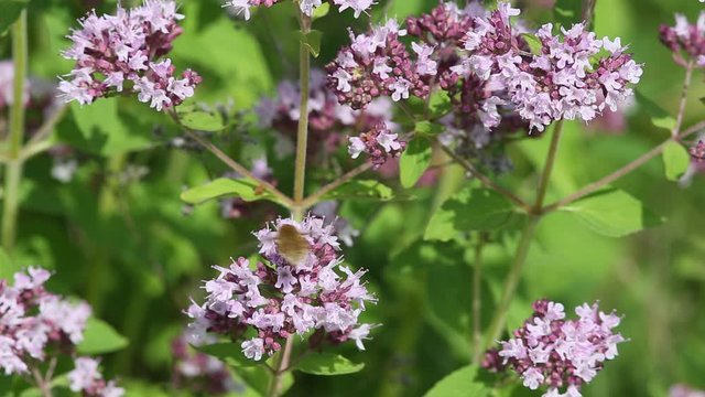 Rare Fly Large Bee-fly (Bombylius major) is sucking nectar from a flower by long proboscis