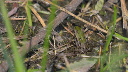 Rana verde nascosta tra l'erba del prato in settembre