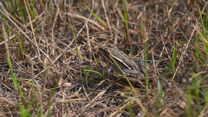 Rana verde nascosta tra l'erba del prato in settembre