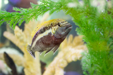 Colorful bright fish in the aquarium