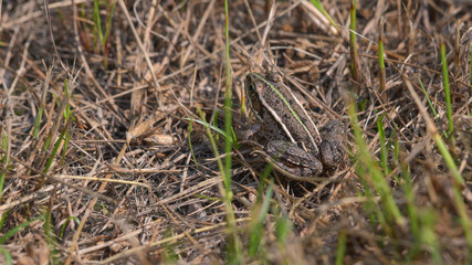 Rana verde nascosta tra l'erba del prato in settembre