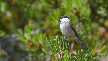 Cincia bigia alpestre posata sul ramo di pino cembro in montagna in estate