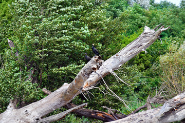 Austria, Danube, Nature