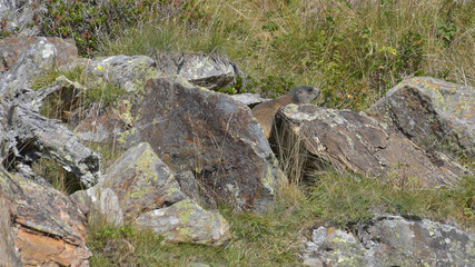 Marmotta in alta montagna tra le rocce in autunno