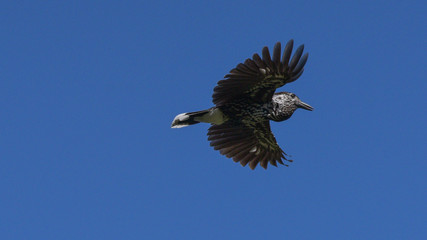 Nocciolaia in volo con il cielo blu in sottofondo
