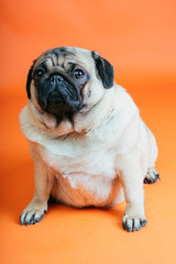 A beautiful pug sits on an orange background.