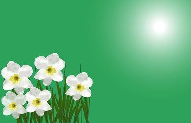 bunch of five narcissus flowers on green background