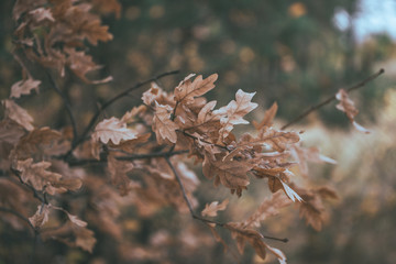 The branches of trees with foliage in autumn forest. Close-up.