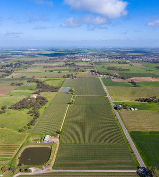 Panoramic aerial view towards Tununda in hte famous wine growing Barossa Valley region; many vineyards arre clearly visible in the foreground