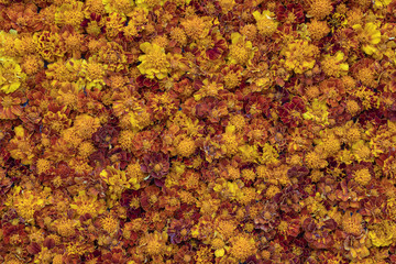 Yellow flower abstract texture and background, close up