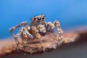 Jumping spider on bright background in nature