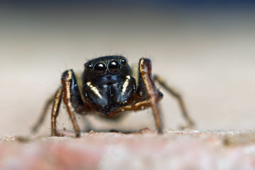 Jumping spider on bright background in nature