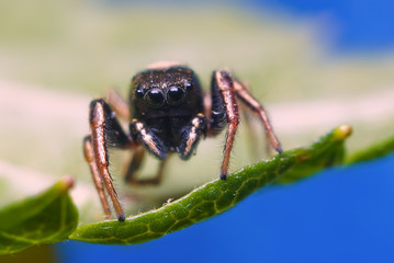 Jumping spider on bright background in nature