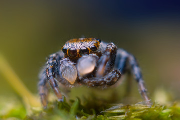 Jumping spider on bright background in nature
