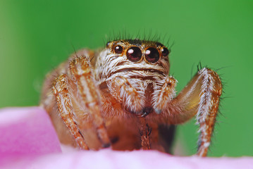 Jumping spider on bright background in nature