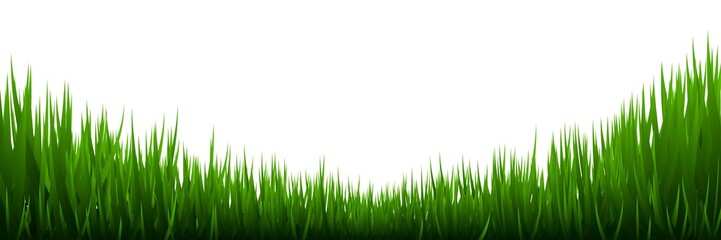 Obraz premium Grass isolated on white background.