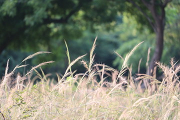 shallow focus on frost covered grass in foreground