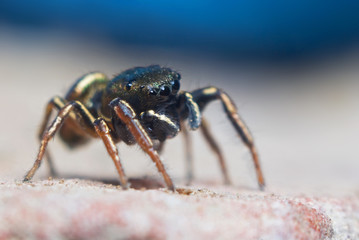 Jumping spider on bright background in nature