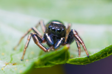 Jumping spider on bright background in nature