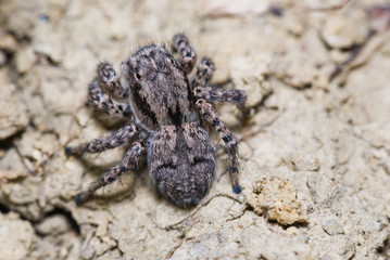 Jumping spider on bright background in nature