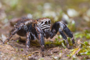 Jumping spider on bright background in nature