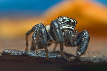 Jumping spider on bright background in nature