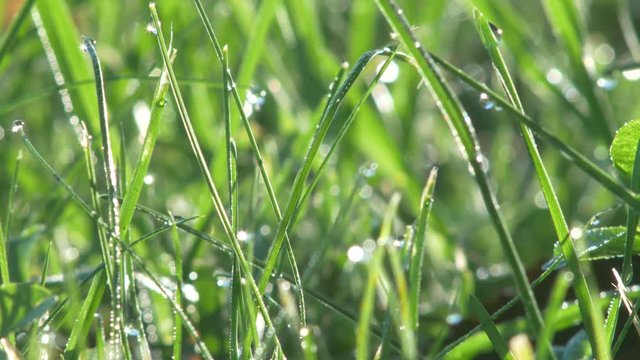 朝露と草