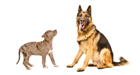 German Shepherd dog and a Pitbull puppy isolated on white background