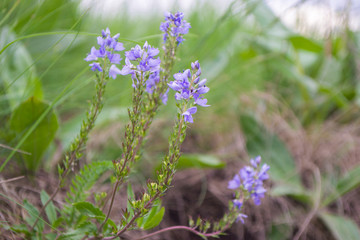Obraz premium Natural background, blue small meadow flowers. Field plants. Close up.