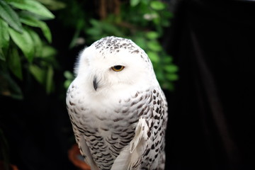Female Snowy owl or Bubo scandiacus. 