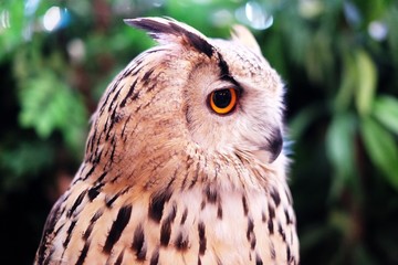 Eurasian eagle owl is one of the largest living species of owl.