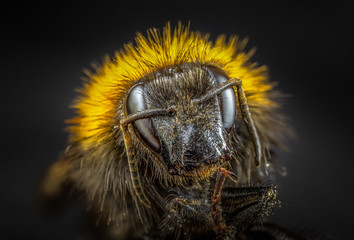 Tree bumblebee (Bombus hypnorum)