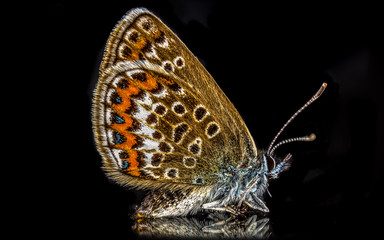 Silver-studded blue (Plebejus argus)