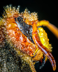 European hornet (Vespa crabro)