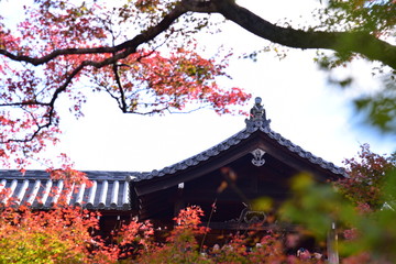 Fototapeta premium japan