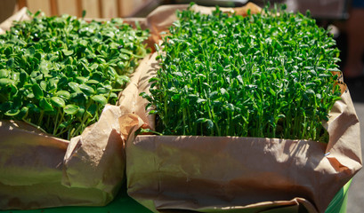 Assortment of micro greens. Healthy lifestyle, stay young and modern restaurant cuisine concept