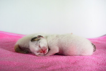 Fototapeta na wymiar cat sleeping on pillow