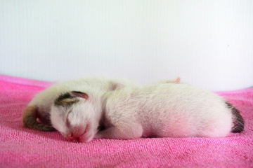 cat sleeping on pillow