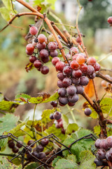 Ripe red wine grapes in summer vineyard.