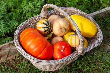 Au potager - panier de courges